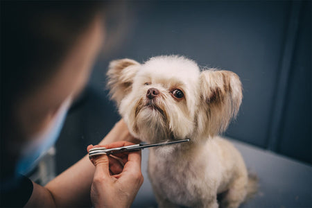Pets